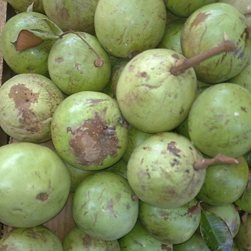 

BUAH GENITU GINITU KENITU SEGAR kilogram
