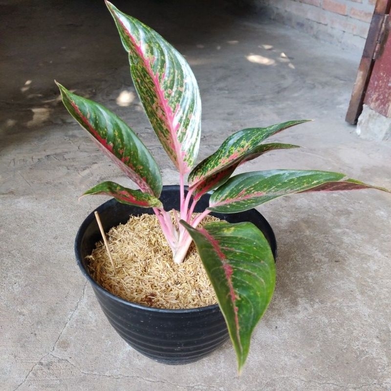 Aglaonema Hot lady