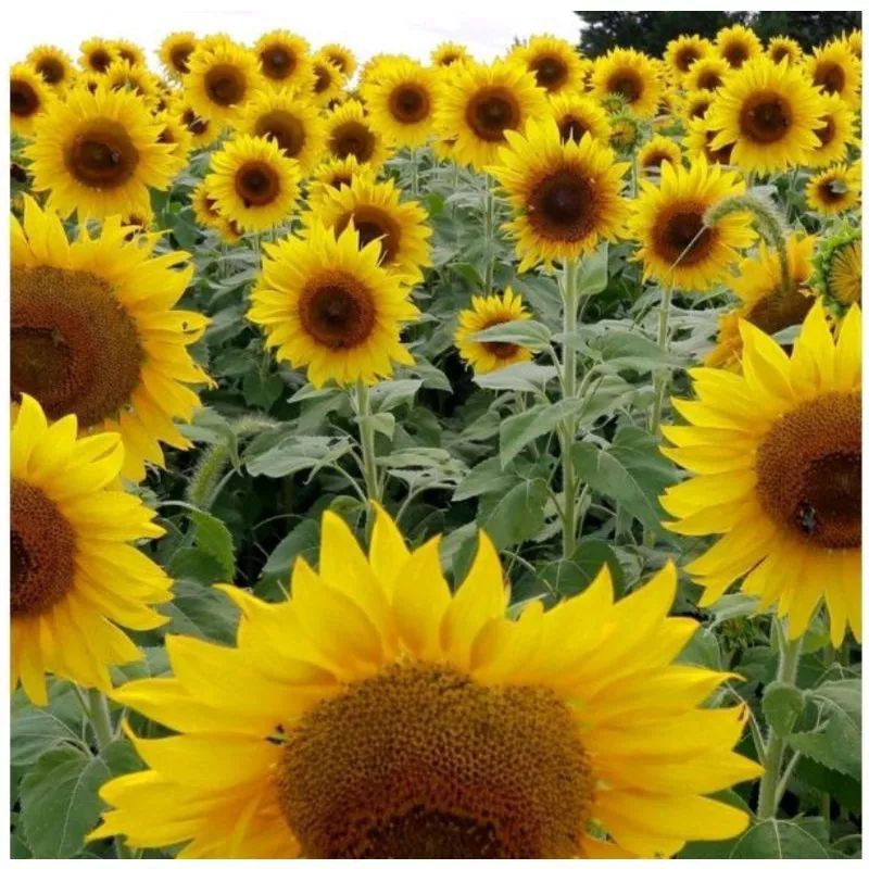 8 biji benih/biji Bunga Matahari