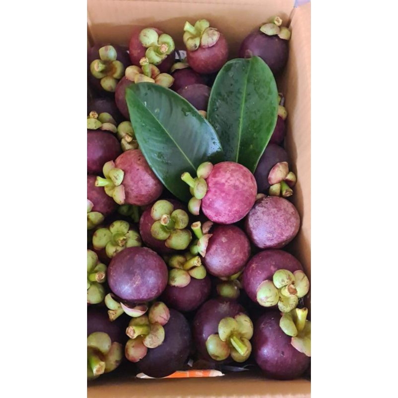 

Buah Manggis Segar