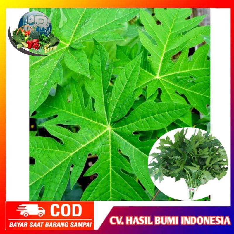 

Daun pepaya muda segar per ikat