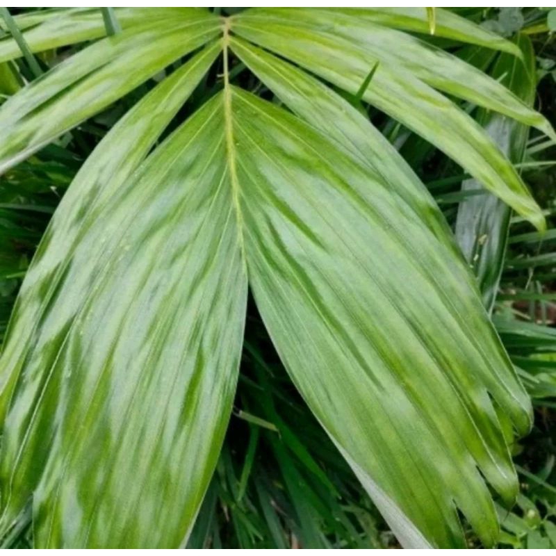 

Daun salak asli organik berat 100g untuk obat herbal