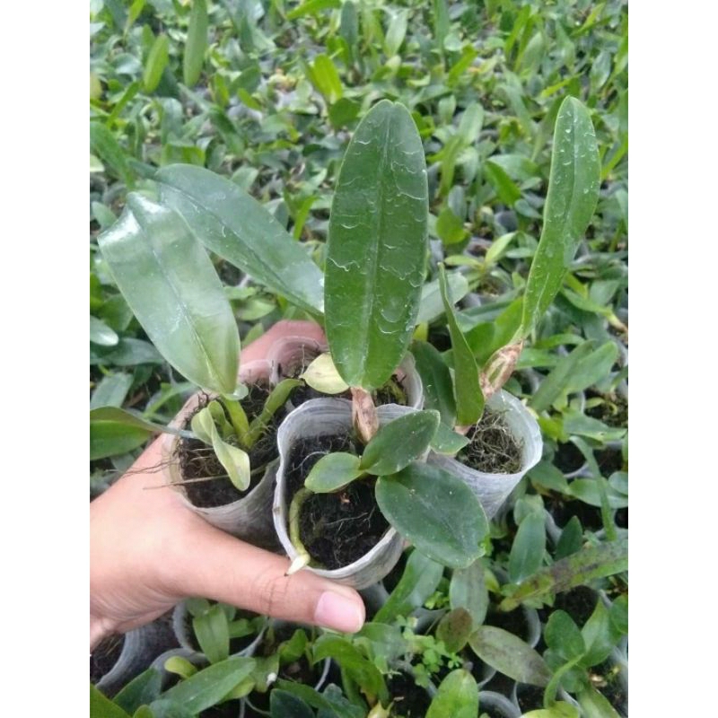 anggrek pra remaja Cattleya hybrid thailand new