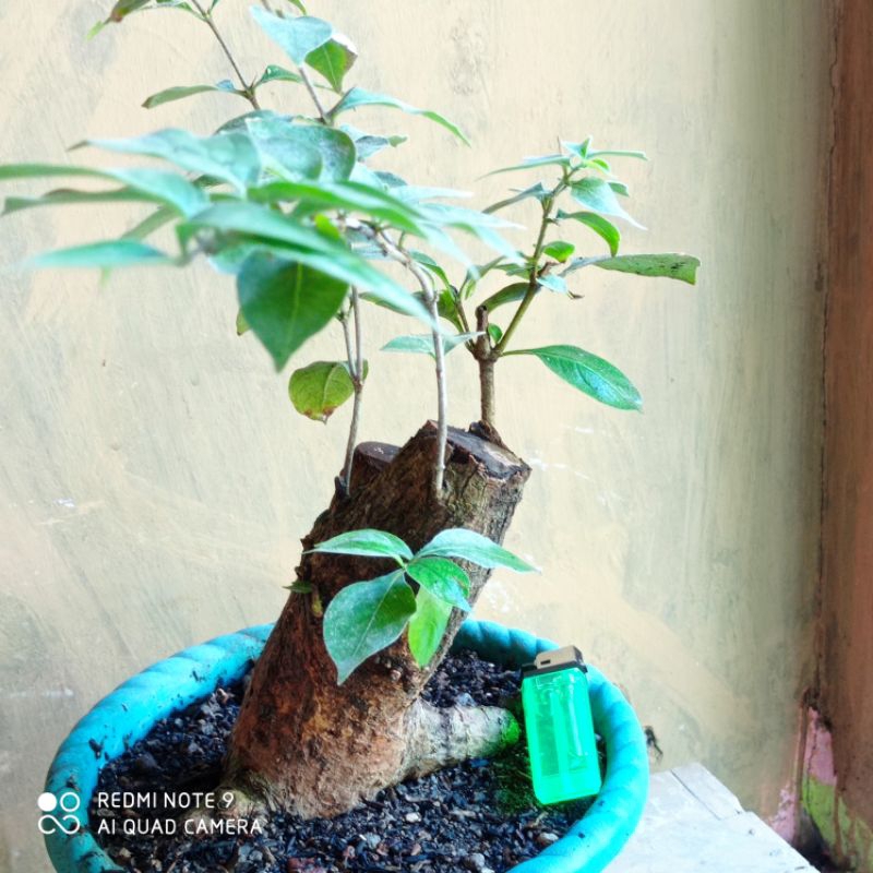 bahan bonsai gulgum( gulo gumantung)REALPIC
