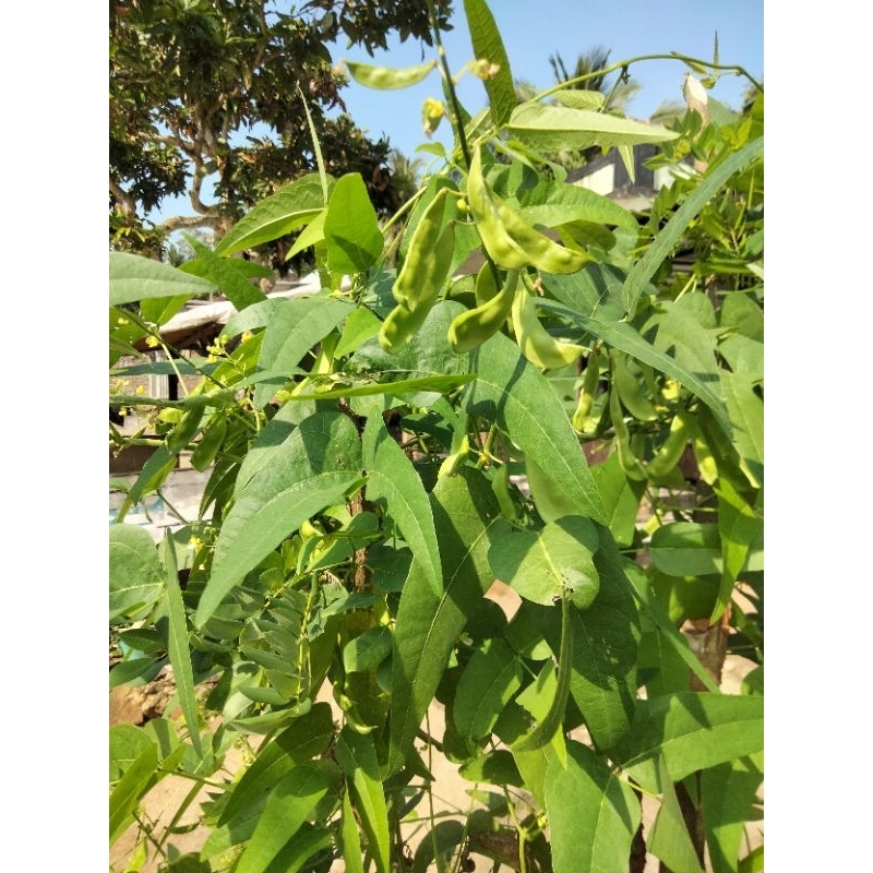 

KACANG ROAY KACANG KORO SEGAR FRES EXTRA 500g
