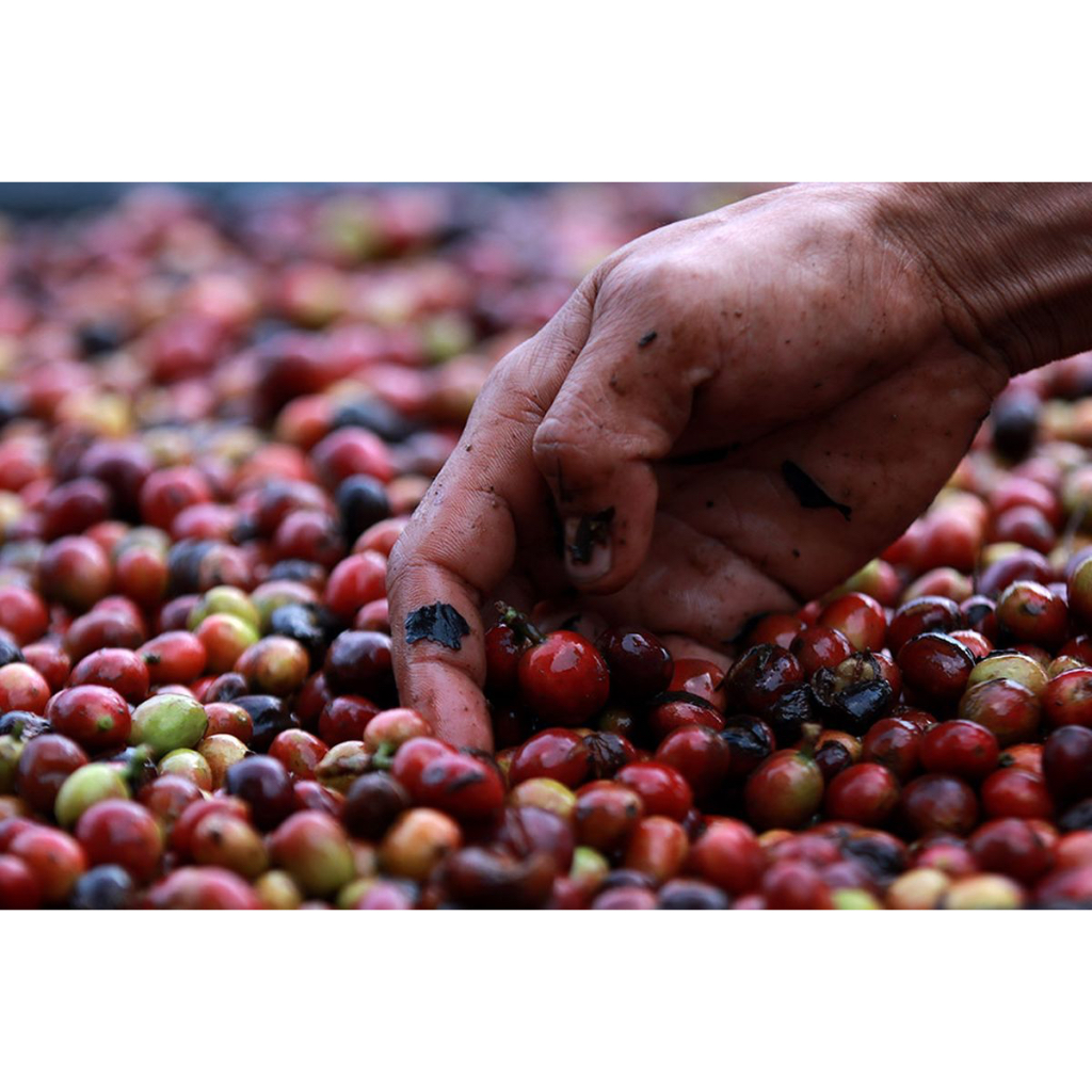 

Robusta Arjuno Surya Sejahtera