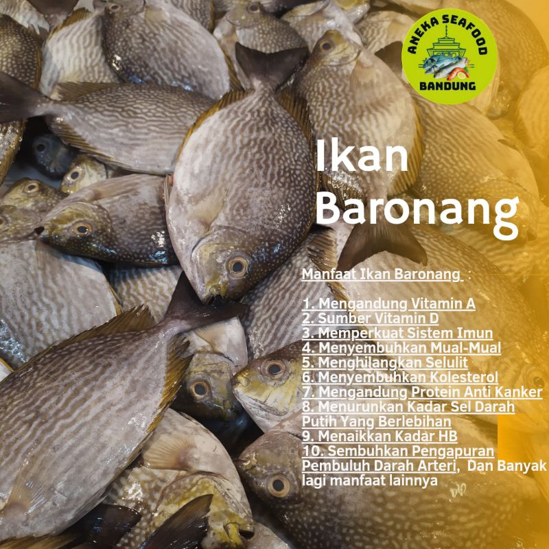 

Ikan Baronang Fresh 1.0kg