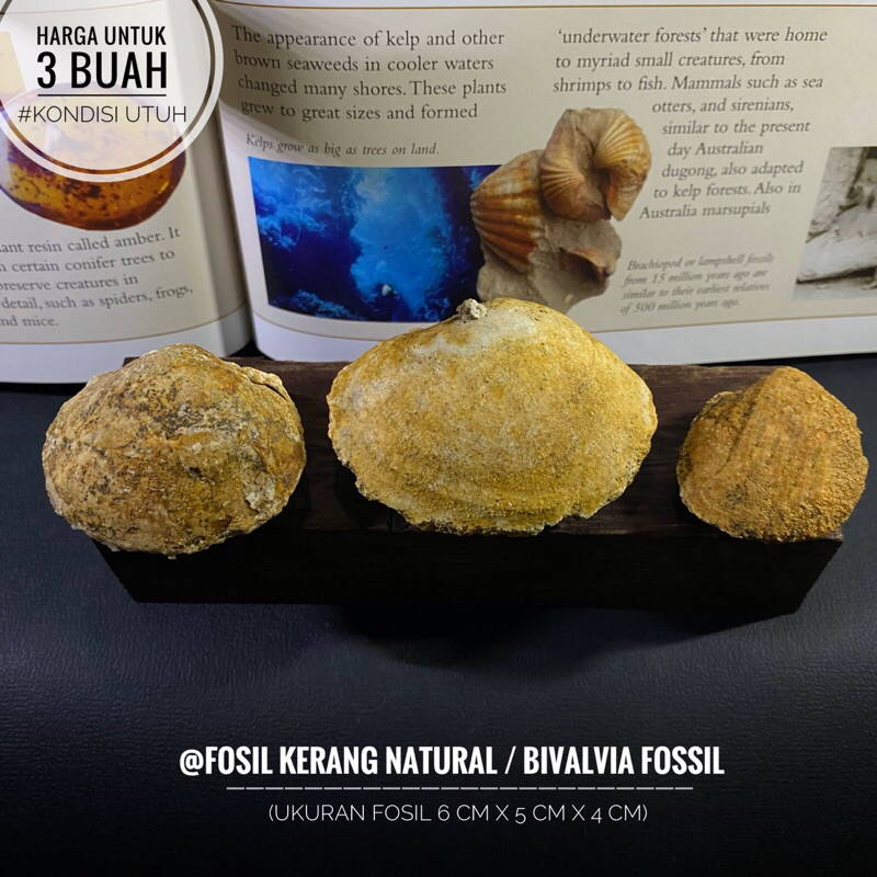 Fosil Kerang Natural A37 atau Fosil Bivalvia atau Fosil Kijing atau Fossil Shell atau Fosil Kerang