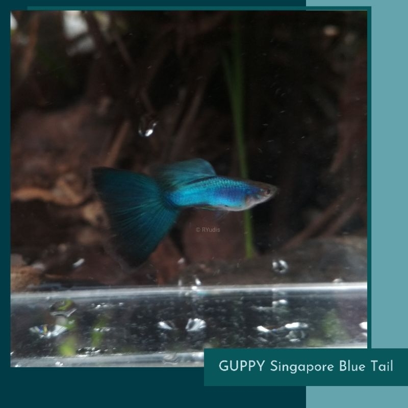 Aksesoris - GUPPY Singa Blue Tail