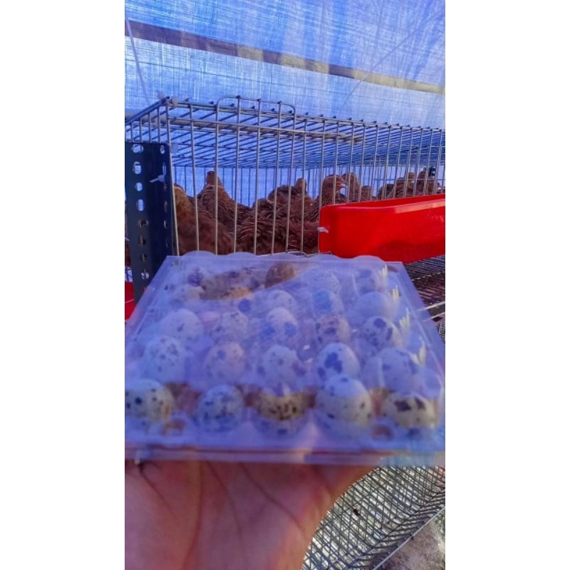 

Telur Puyuh Fresh (Hasil Ternak Sendiri)