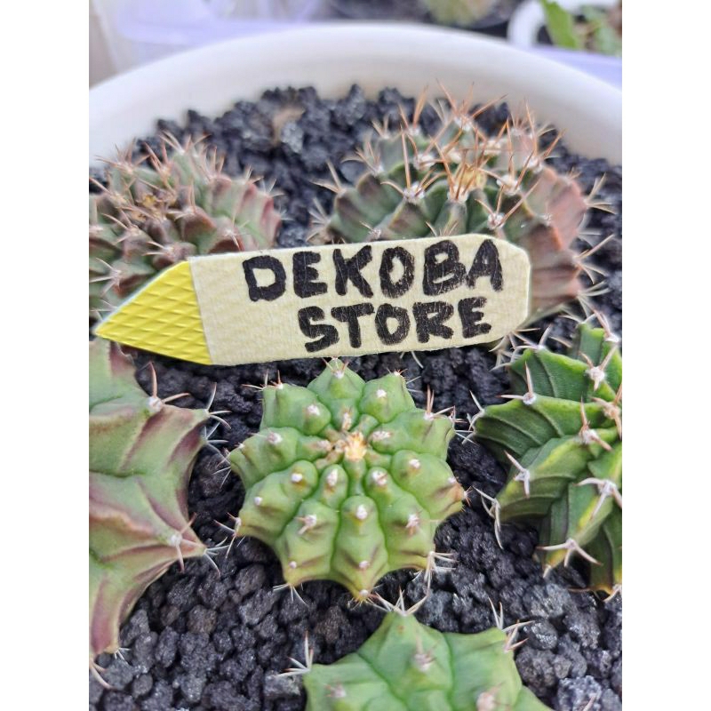 Tanaman hias kaktus gymno miha t31115 induk variegata