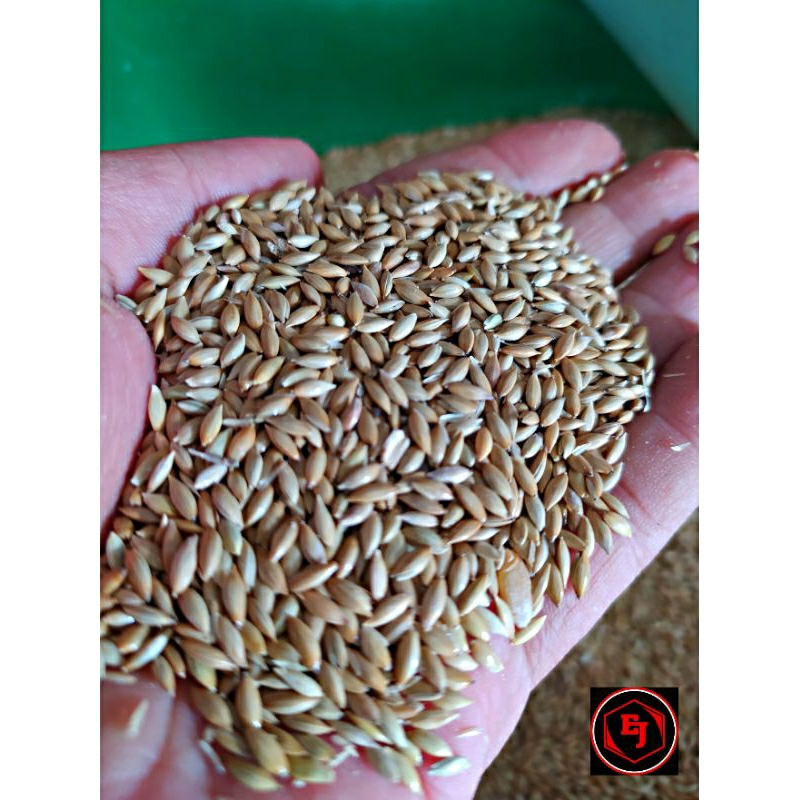 KENARI SEED MILET KENARI PAKAN BURUNG KENARI