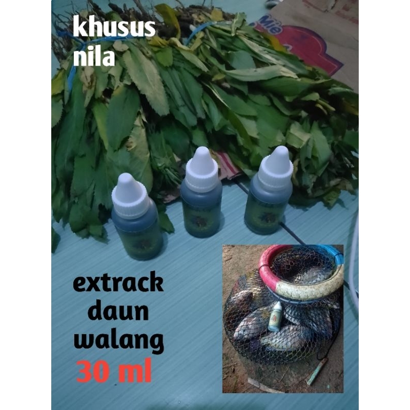 essen nila oplosan daun walang sangit