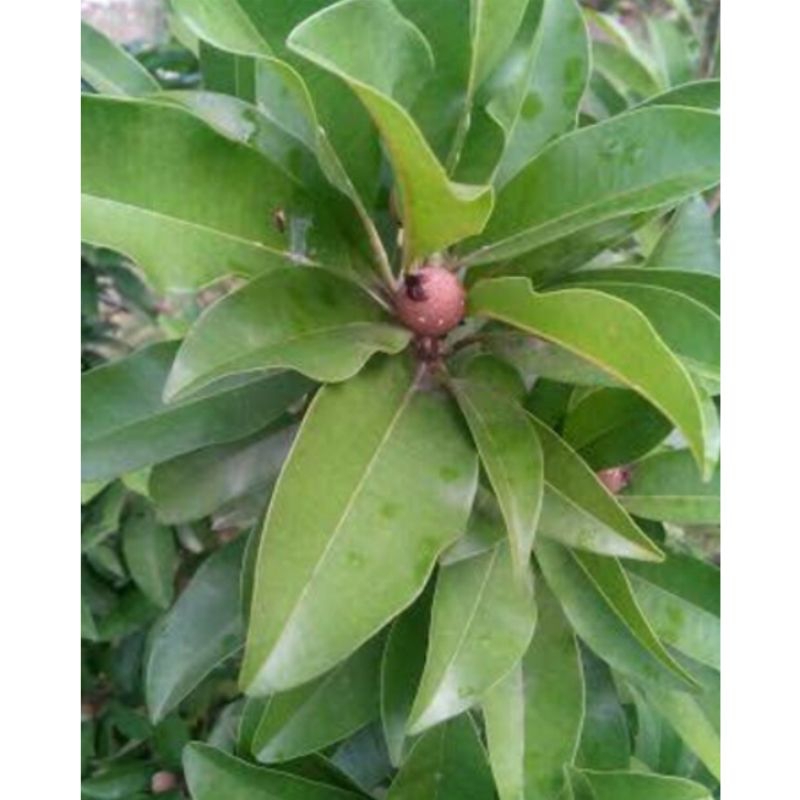 

DAUN SAWO SEGAR / DAUN SAWO OBAT HERBAL