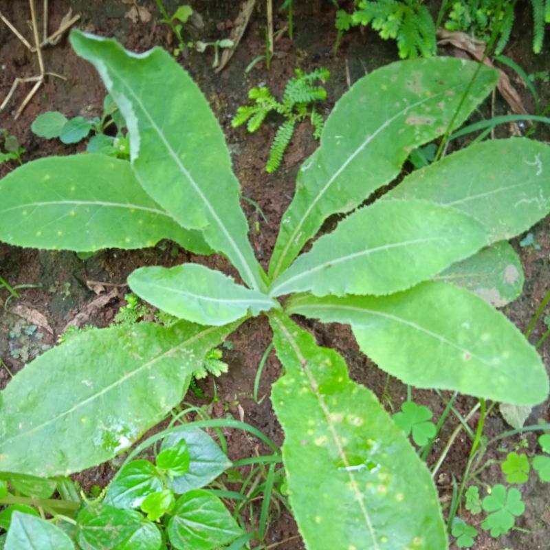 

Daun tempuyung segar kondisi fresh per 500 gram