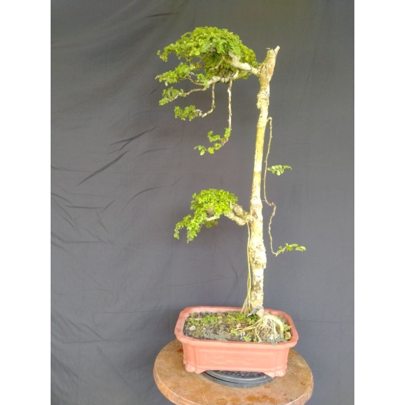 BONSAI SERUT JADI