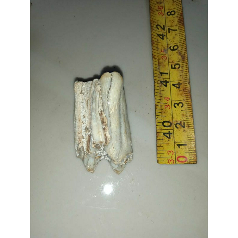 gigi warak purba temuan sungai