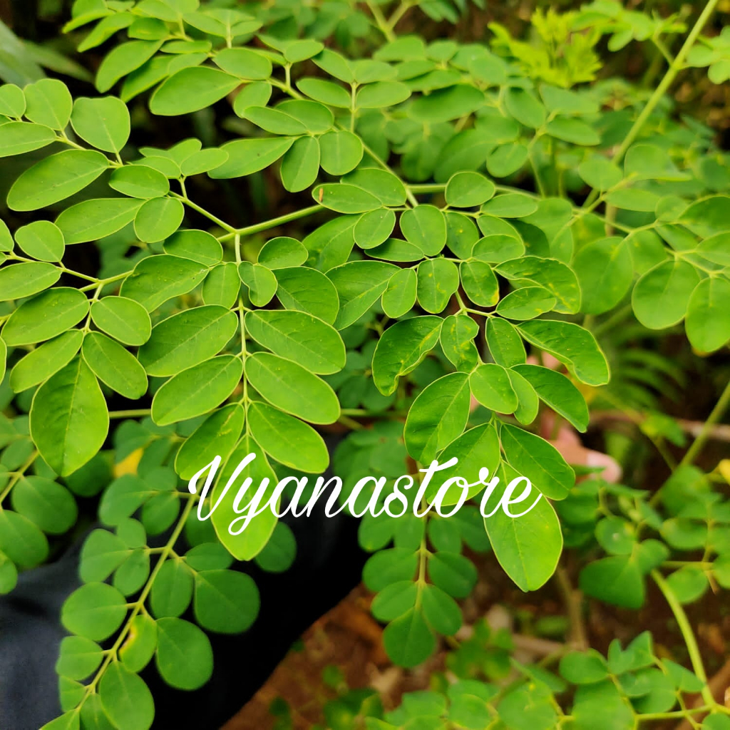 

Daun Kelor Segar 1 kg Herbal alami