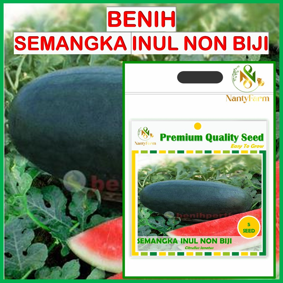 Benih Biji Buah Semangka Inul Merah Non Biji F1 Hibrida 5 Biji