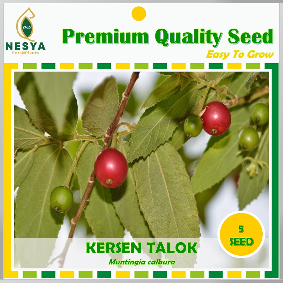 Benih Kersen Talok Benih Biji Buah Talok 50 Biji Unggul Berkualitas