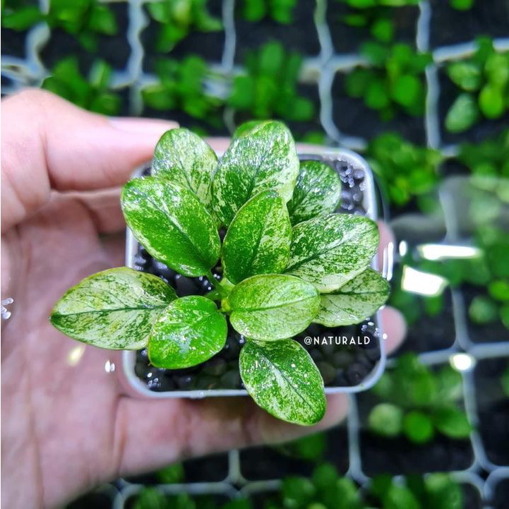 Anubias Pinto