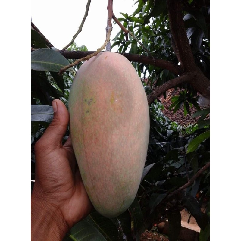 entres mangga kiojoy
