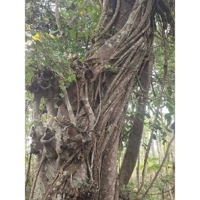 bahan bonsai pohon Tlogosari realpic sesuai gambar fresh