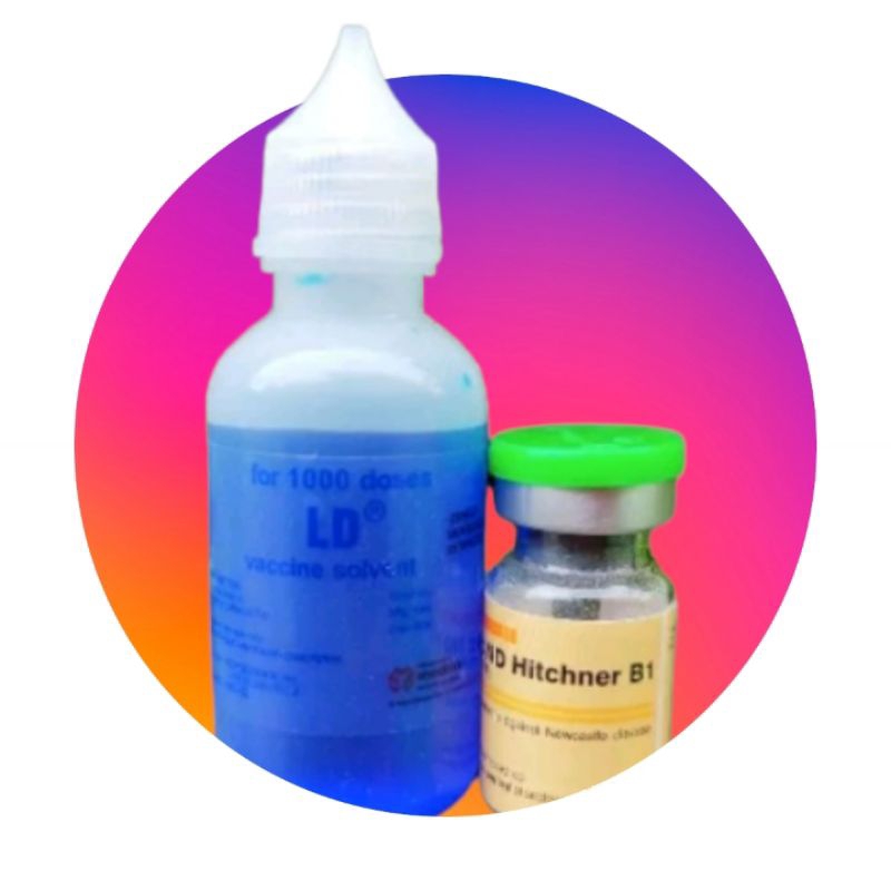 Vaksin Medivac ND-Hitchner B1 Dosis 1000ekor Vaksin Ayam DOC anti virus Tetelo