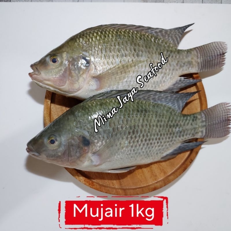 

Ikan Mujair 1KG / FREE SUDAH DIBERSIHKAN