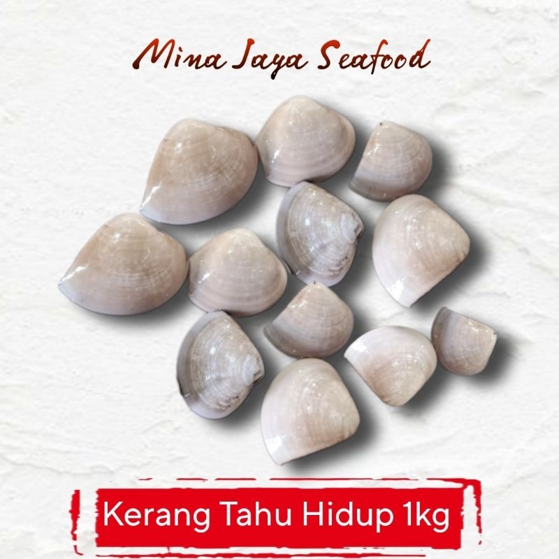 

Kerang Tahu / Kerang Kepa 1KG