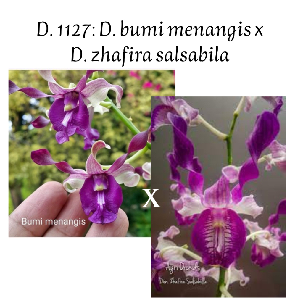 Anggrek dendrobium bumi menangis x zhafira salsabila keriting remaja masuk pra dewasa (D1127)