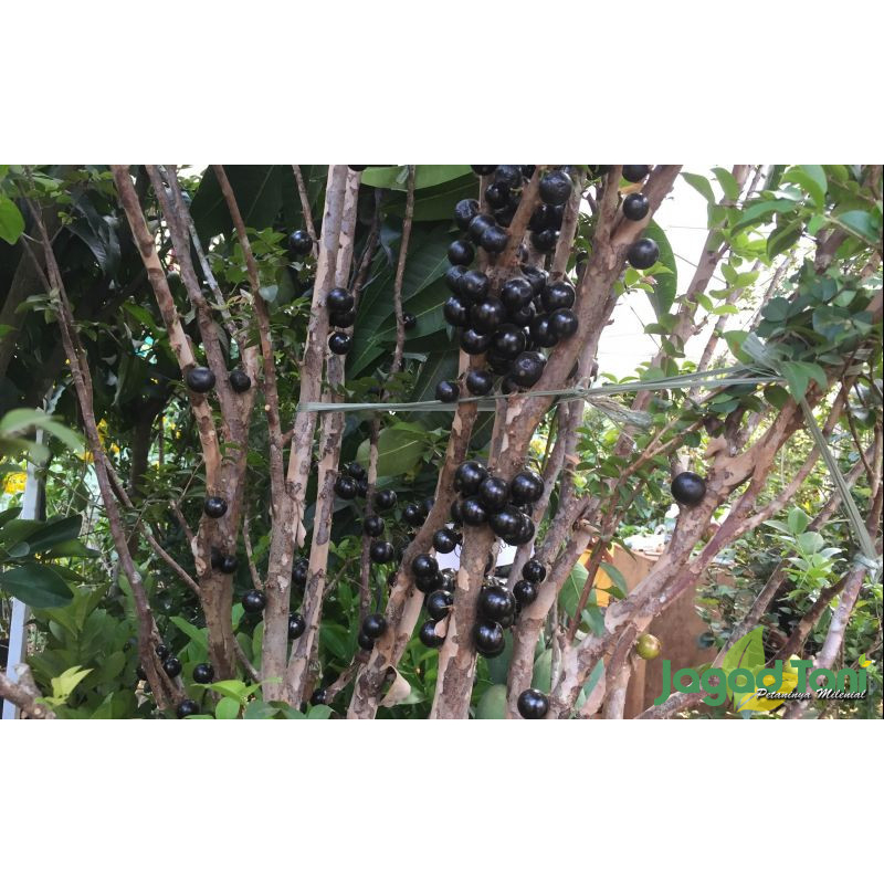 Bibit anggur jaboticaba preco / anggur brazil preco