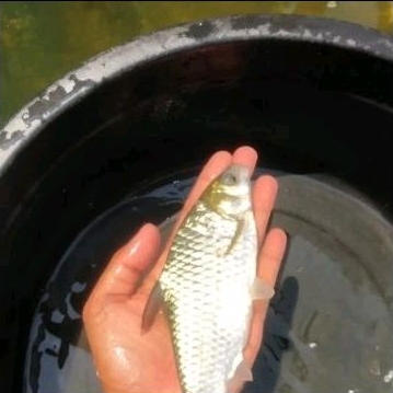 Bibit ikan tawes ukuran 4 jarian murah berkualitas