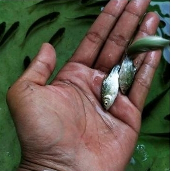 Bibit ikan tawes ukuran 1 jari murah berkualitas