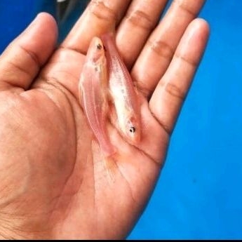 Bibit ikan patin albino ukuran 7-8 cm murah berkualitas