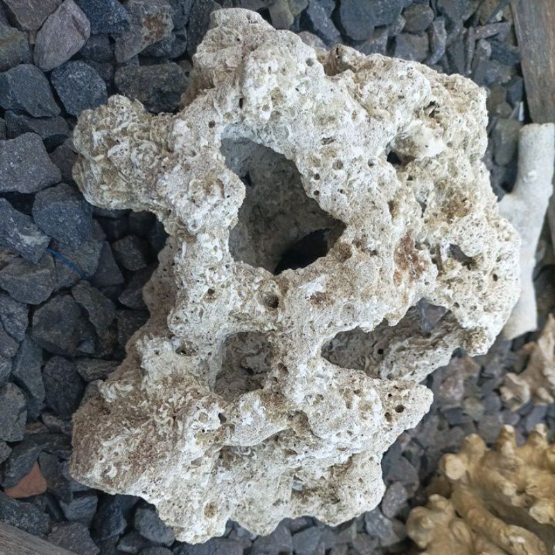 Batu karang laut besar size lubang besar bentuk apik untuk hias aquarium