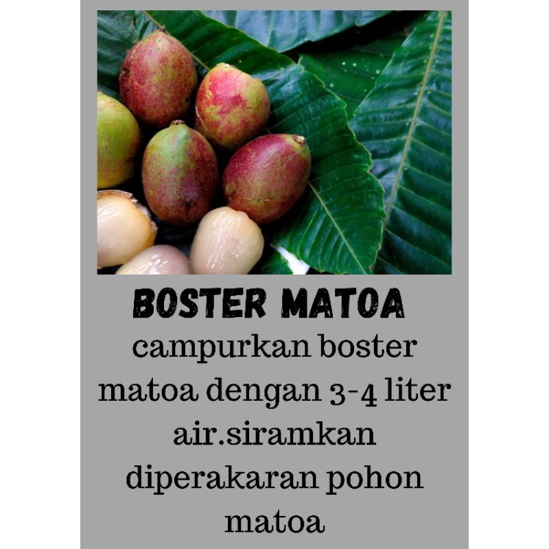 BOSTER MATOA BOOSTER MATOA PUPUK MATOA