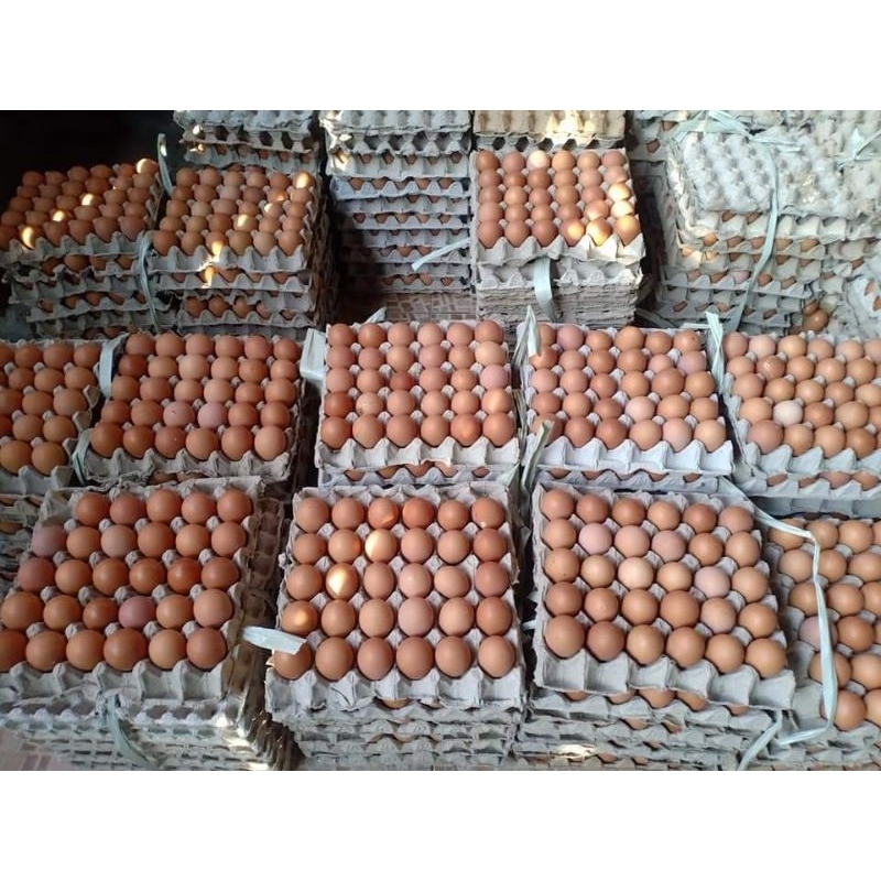 

Telur Ayam Negeri / Horn Fresh dari kandang