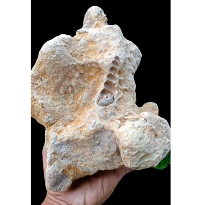 TemuanBatufosil Langka