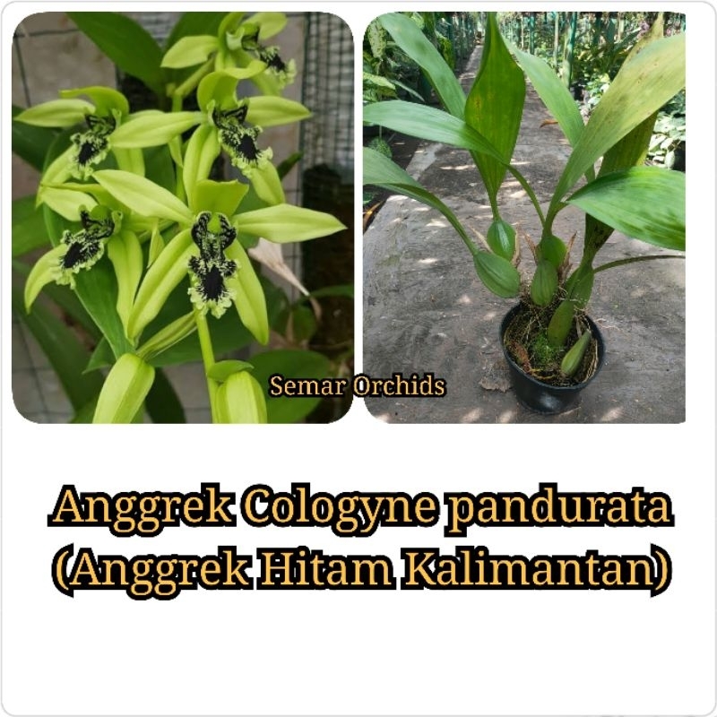 Promo Live Anggrek Cologyne pandurata (Anggrek hitam Kalimantan) Dewasa rimbun