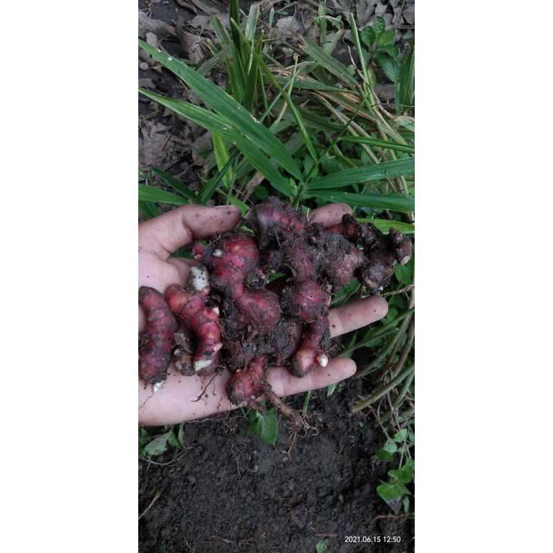 

Jahe Merah 200gram Rempah-rempah