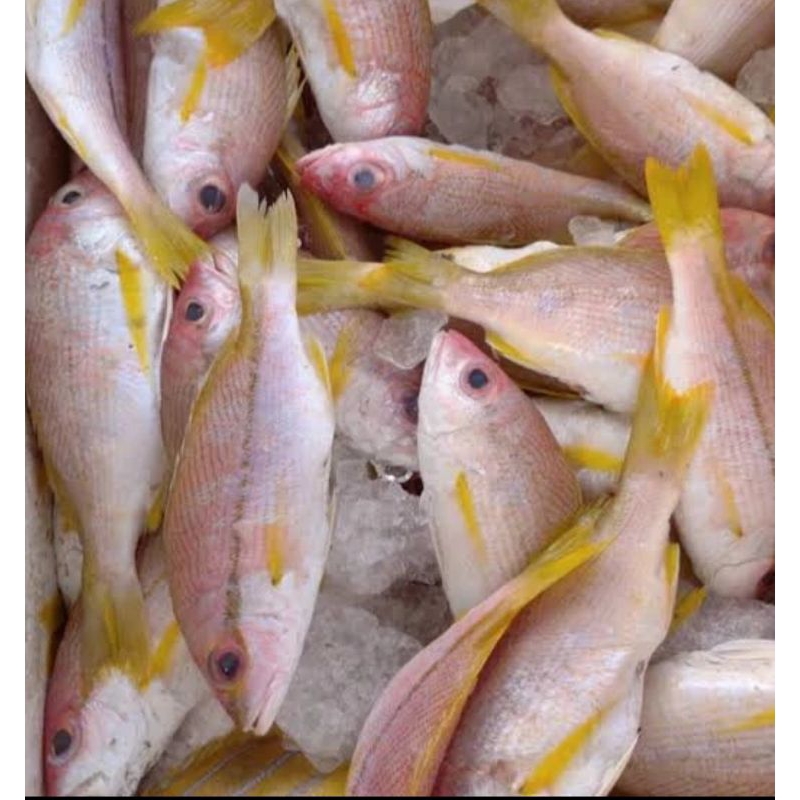 

IKAN EKOR KUNING FRESH GRADE A_1Kg /ANEKA IKAN LAUT SEGAR / SEAFOOD / IKAN FRESH / IKAN SEGAR