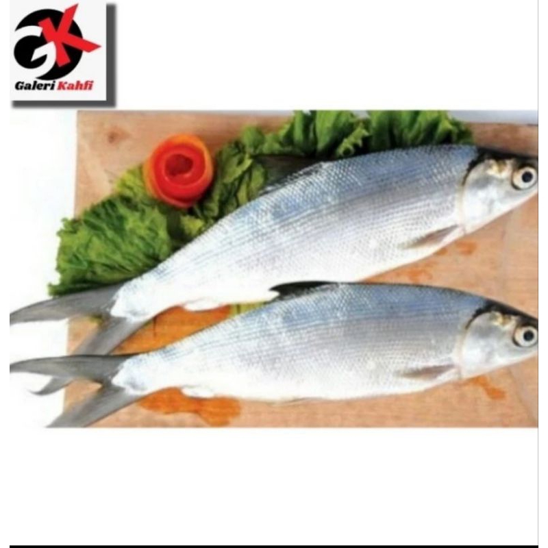 

IKAN BANDENG JUMBO FRESH GRADE A / 1Kg isi 1 / 1Kg Isi 2 / ANEKA IKAN LAUT SEGAR / SEAFOOD / IKAN LAUT SEGAR
