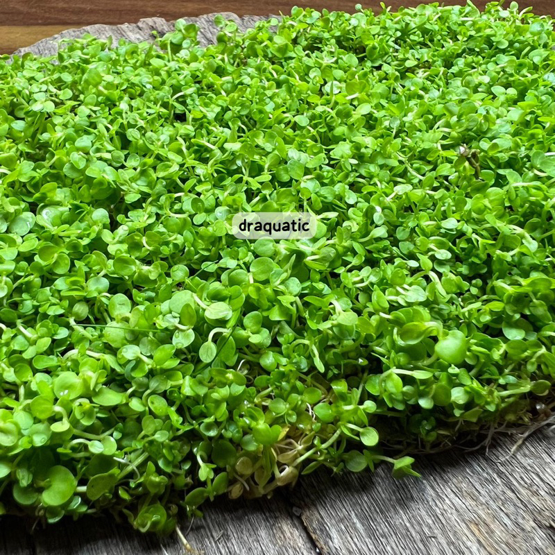 Tanaman karpet Montecarlo Lempeng | Monte Tanaman karpet Aquascape |  | Tanaman Aquarium Aquascape