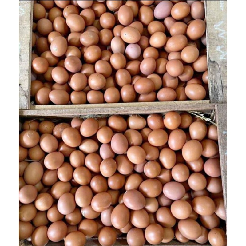 

TELUR AYAM FRESH 1 KG KHUSUS KARISIDENAN MADIUN
