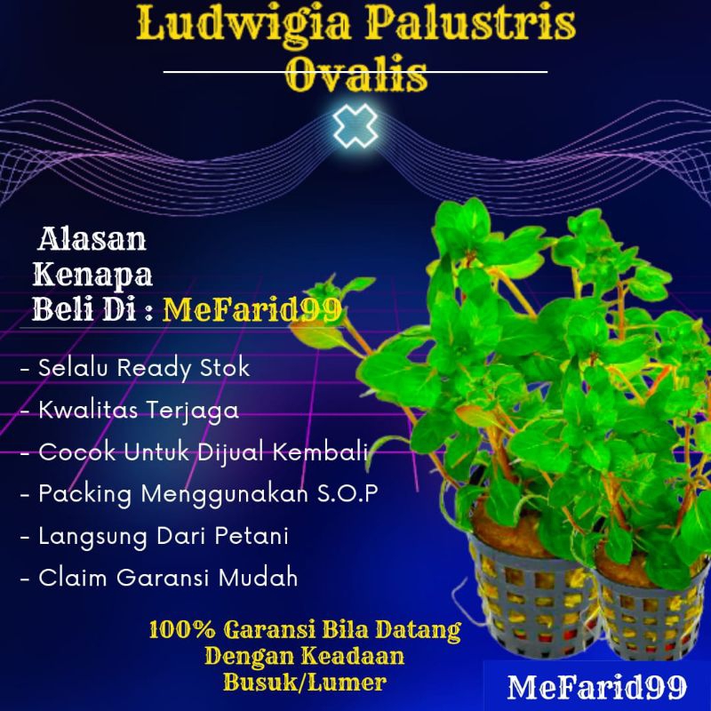 Ludwigia Palustris Ovalis tanaman Aquascape Tanpa Co2 (Tanaman Aquascape Low Co2)