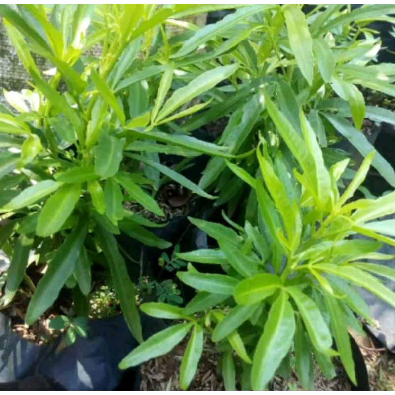 Zodiak/Tanaman Zodiak/Tanaman Anti Nyamuk/Pohon Zodiak