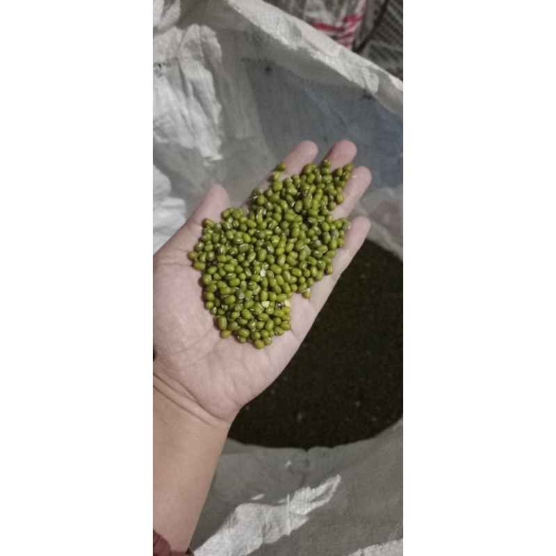 

KACANG HIJAU fresh dari Pohon