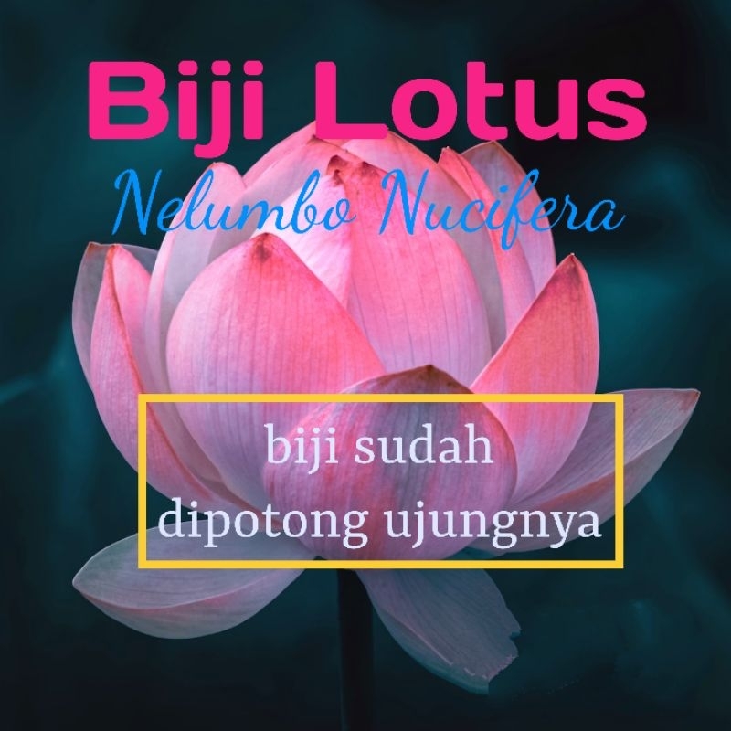 Benih Bibit biji Bunga Teratai Lotus Bonsai Mini Dwarf Warna Langka Unik Aquascape Hidroponik Murah