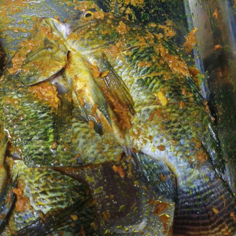 

Ikan Mujair Bumbu Kuning Fresh Bandung